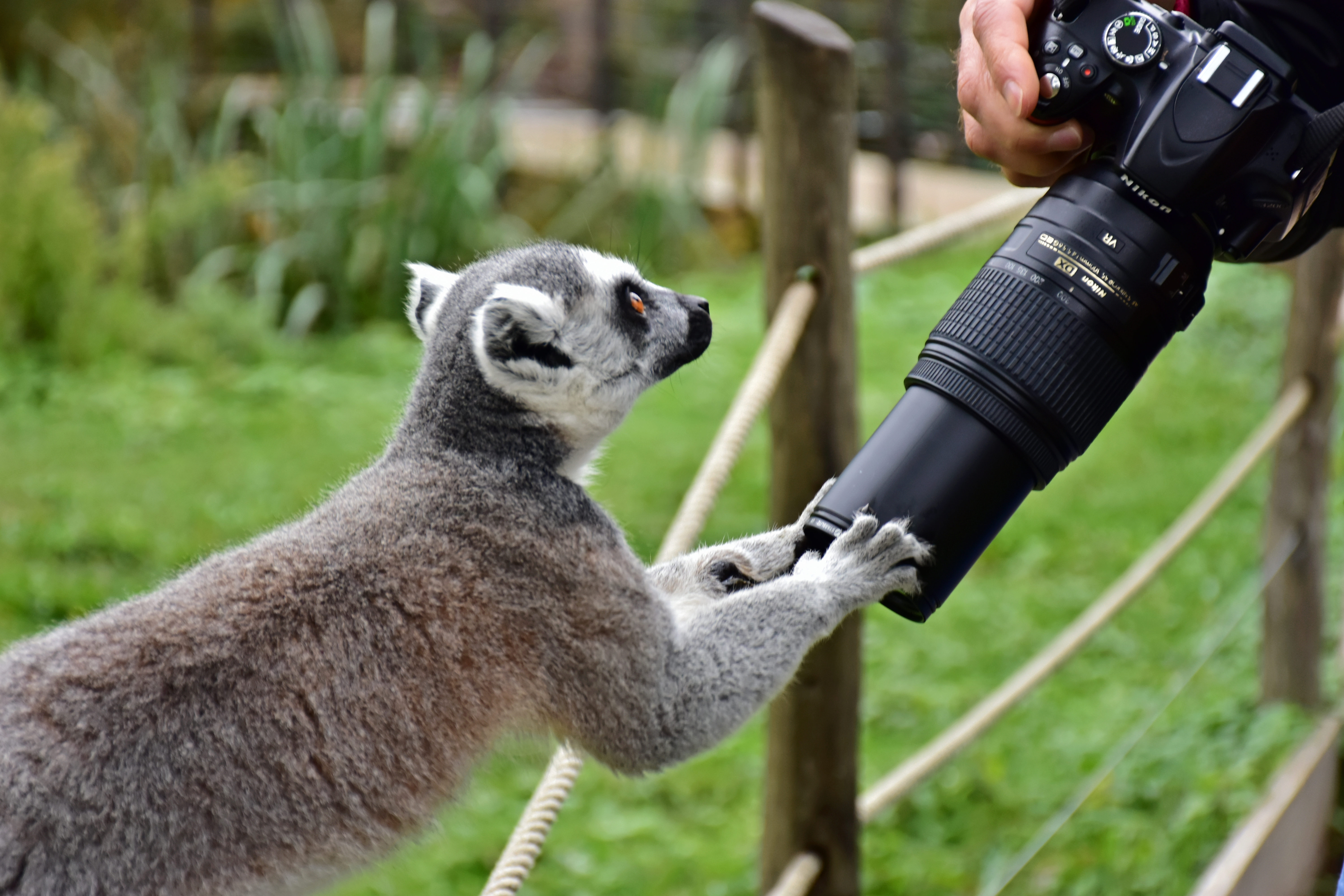 Photos animalières